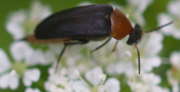 Thumbnail 273260 A