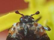 Thumbnail 273377 B