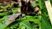 Thumbnail 274169 C