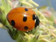 Thumbnail 274731 A