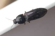 Thumbnail 275085 A