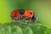 Thumbnail 275903 A