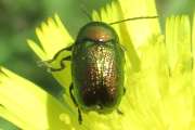 Thumbnail 276252 B