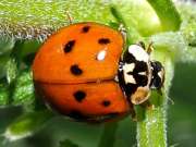 Thumbnail 277091