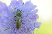 Thumbnail 277177 A