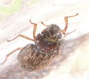 Thumbnail 277186 A