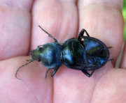 Thumbnail 277531 B