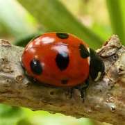 Thumbnail 277811