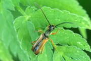 Thumbnail 278377 B