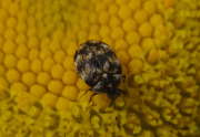 Thumbnail 278532 B