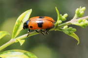 Thumbnail 278749 B