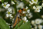 Thumbnail 278904 A