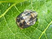 Thumbnail 278978 B