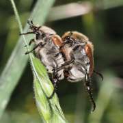 Thumbnail 279274 B