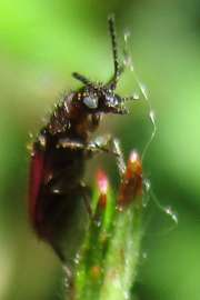 Thumbnail 279669 B