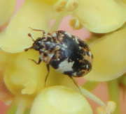 Thumbnail 280347 B