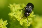 Thumbnail 280507 B