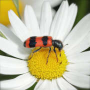 Thumbnail 280752