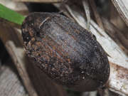 Thumbnail 281103 C