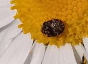 Thumbnail 283208 A