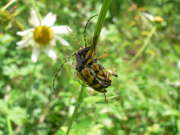 Thumbnail 283505 A