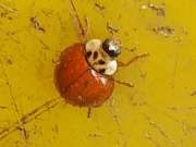 Thumbnail 283828 B