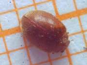 Thumbnail 283835 A