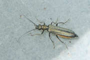 Thumbnail 284603 A