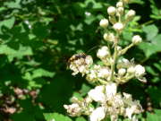 Thumbnail 284816 B