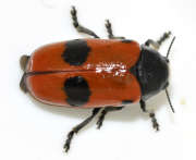 Thumbnail 285112 B