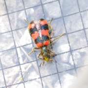 Thumbnail 285340 B