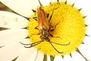 Thumbnail 285525 A