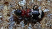 Thumbnail 285530