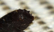Thumbnail 285757 B