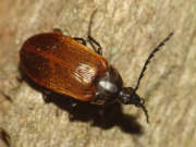 Thumbnail 287021 A