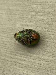 Thumbnail 287506 C