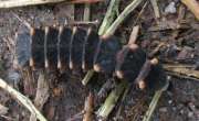 Thumbnail 287561 A