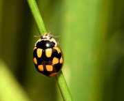 Thumbnail 287594 B