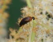 Thumbnail 287904 A