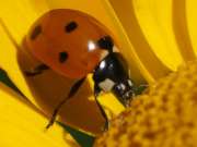 Thumbnail 288225