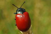 Thumbnail 288446 A