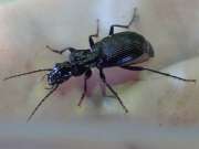 Thumbnail 288490 B