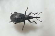 Thumbnail 288715 B