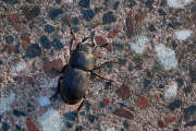 Thumbnail 288975 B
