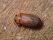 Thumbnail 289111 B