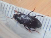 Thumbnail 289114 A