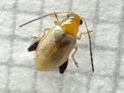 Thumbnail 289741 A