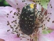 Thumbnail 290225 B