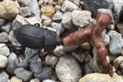 Thumbnail 290341 A