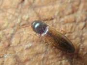 Thumbnail 290348 B